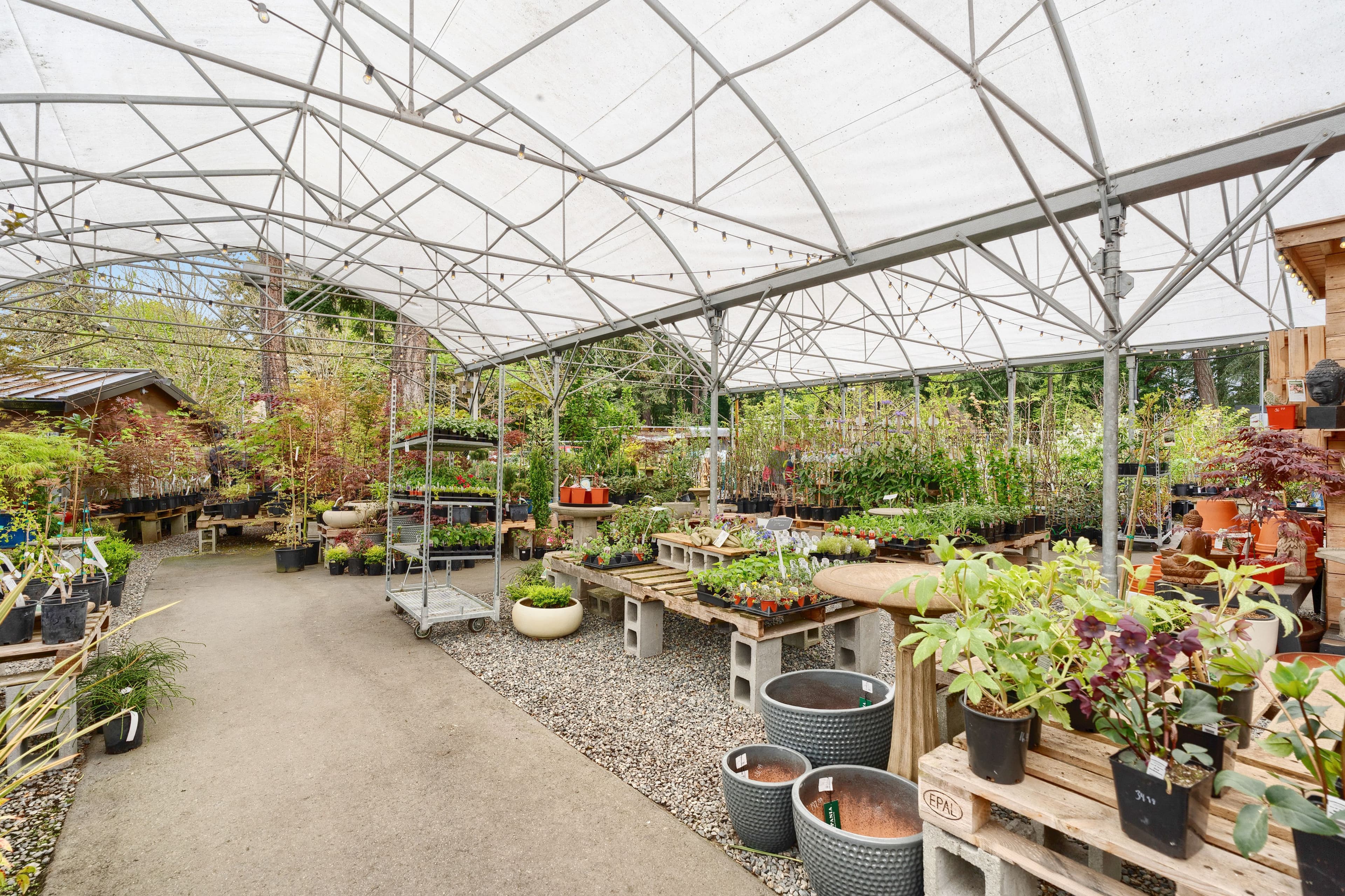 Outdoor nursery with trees in pots on wooden tables along a forested pathway