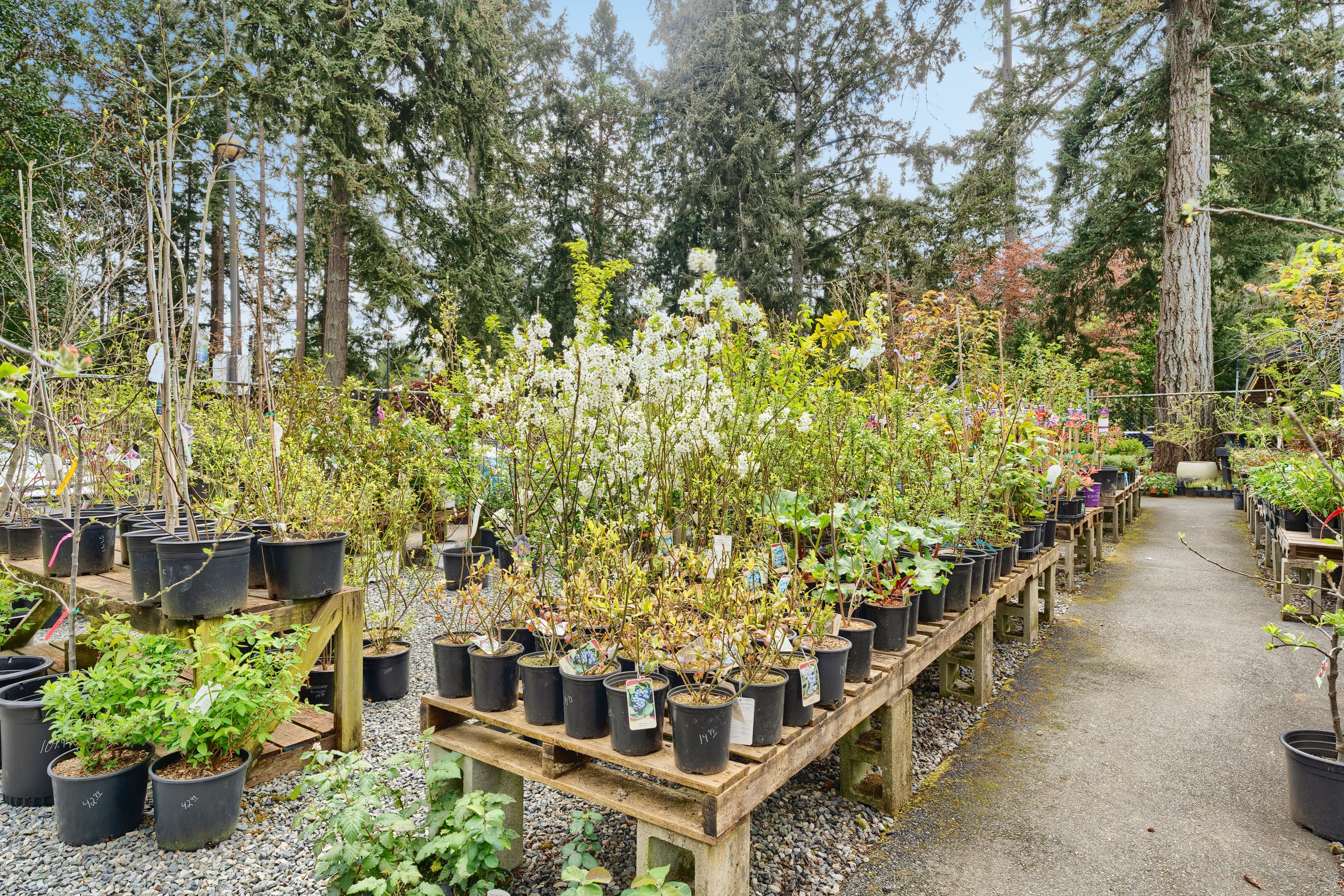 Black-framed Seaberry logo on dark wood beside arrangements in galvanised pails